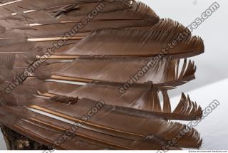 bird skin feather 0002